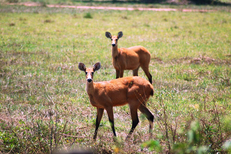 Fêmeas de Cervo-do-Pantanal ([i]Blastocerus dichotomus[/i]).