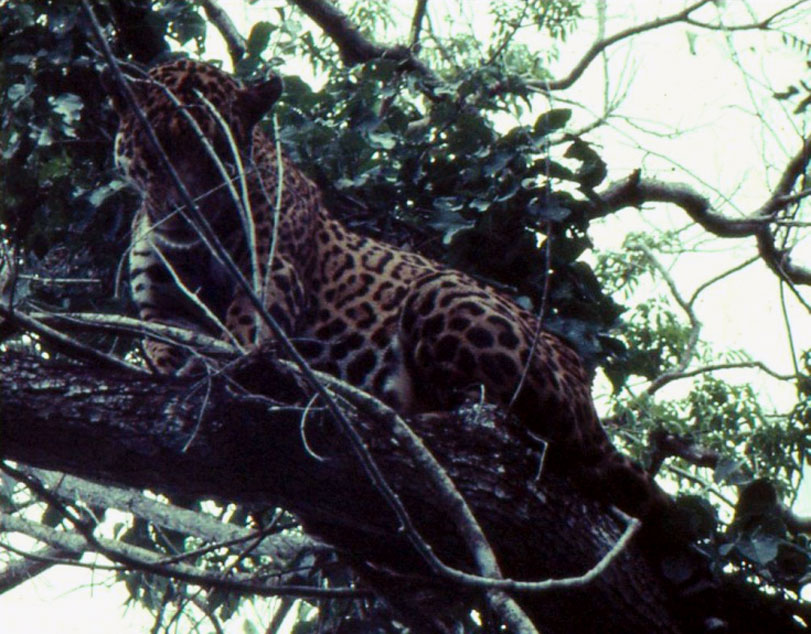 A onça Dolly na forquilha da árvore. Foto: acervo Peter Crawshaw